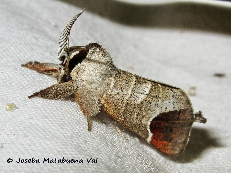 Clostera curtula - Notodontidae